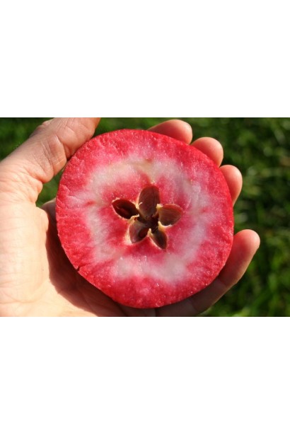 Malus domestica Redlove Odysso 